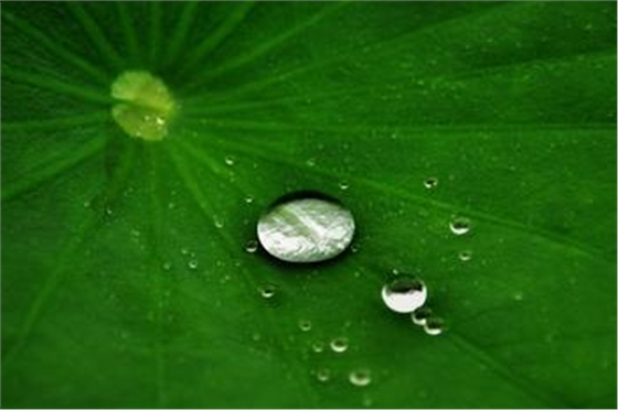 荷葉膜技術(shù) 荷葉膜技術(shù)